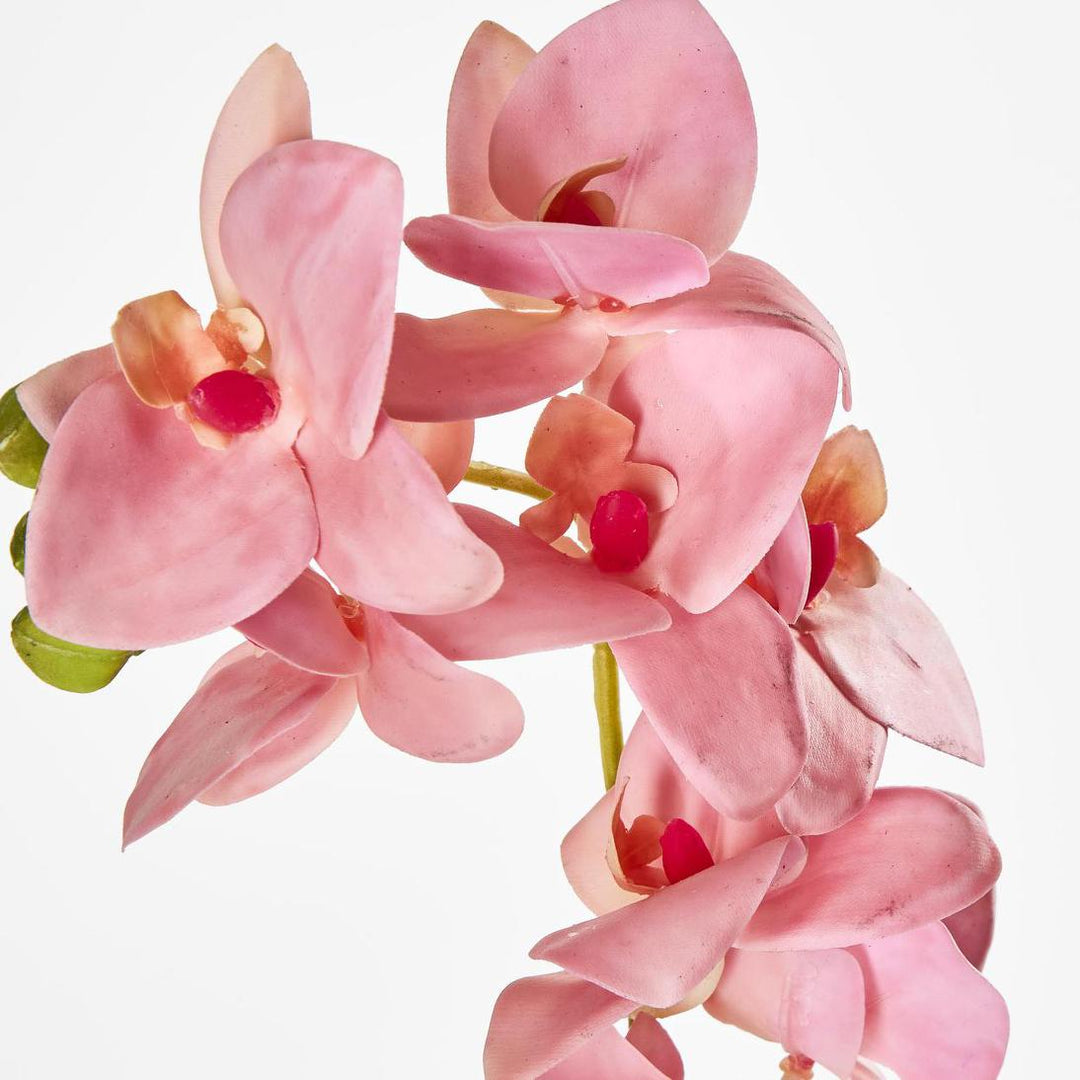 Phalaenopsis Orchid Spray Pink