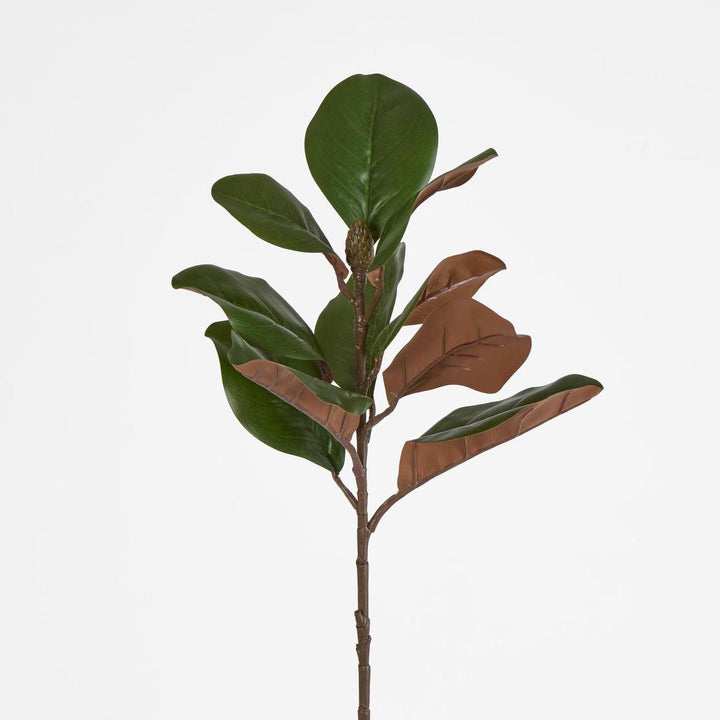 Southern Magnolia Branch