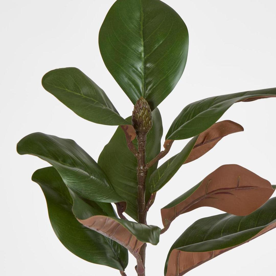 Southern Magnolia Branch