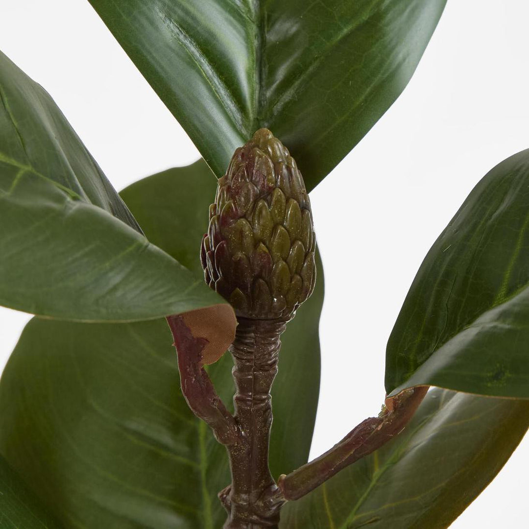 Southern Magnolia Branch
