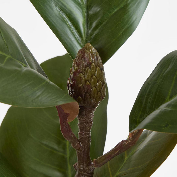 Southern Magnolia Branch