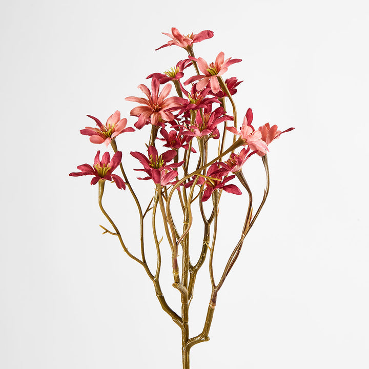 Sea Aster Pink