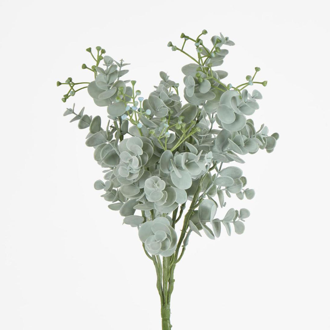 Euonymus Japonicus Bush Grey Green