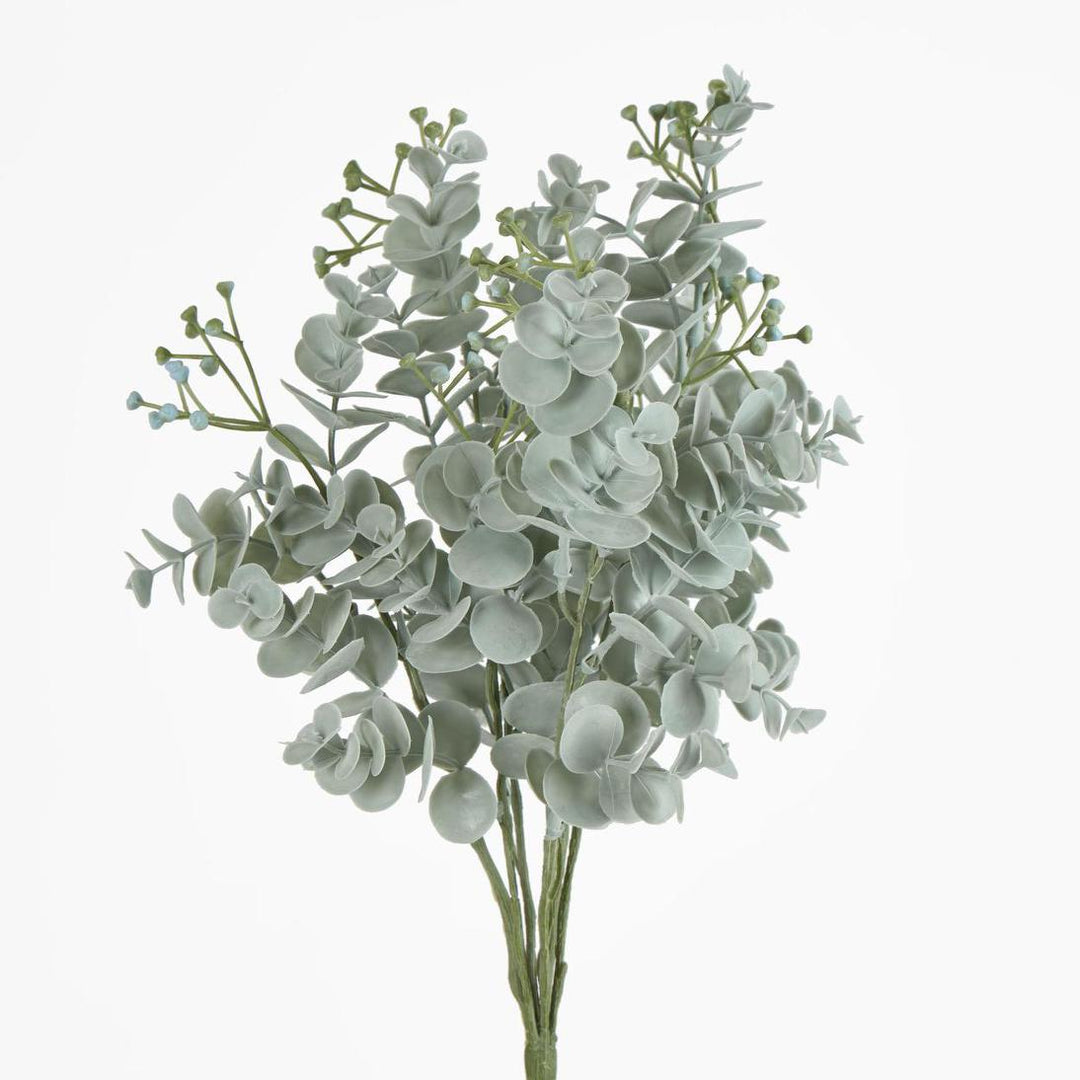 Euonymus Japonicus Bush Grey Green