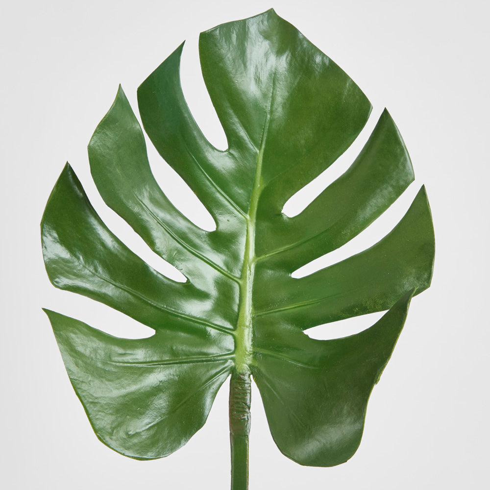 Split-Leaf Philodendron Stem 75cm Green