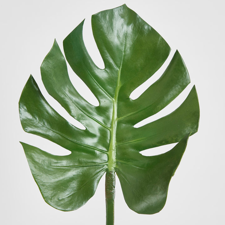 Split-Leaf Philodendron Stem 75cm Green