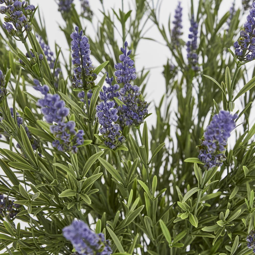 68cm Potted Lavender Bush