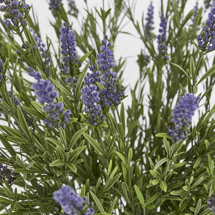 68cm Potted Lavender Bush