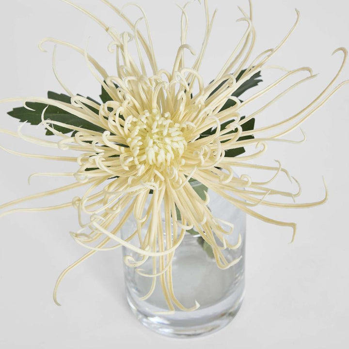 Spider Mum Stem in Vase 20cm Cream