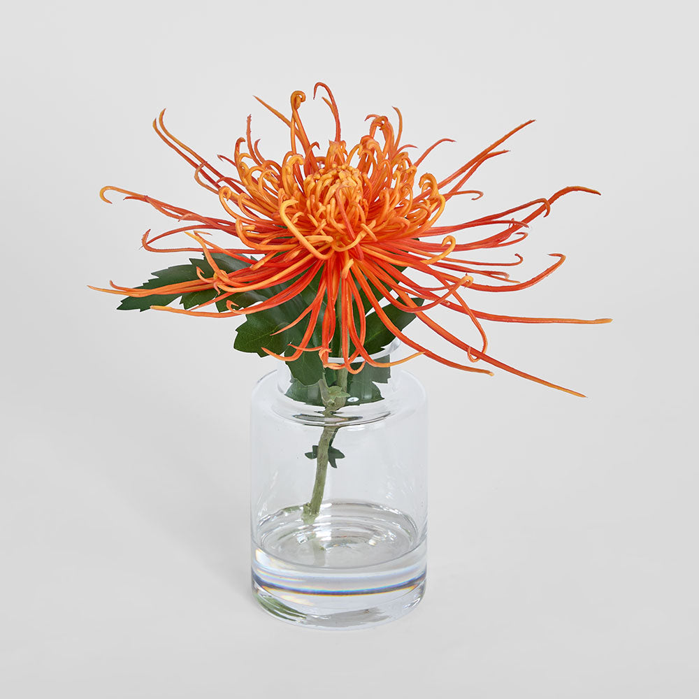 Spider Mum Stem in Vase 20cm Orange