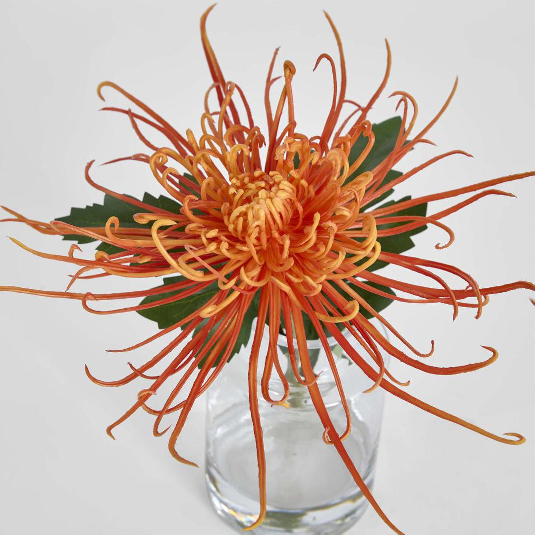 Spider Mum Stem in Vase 20cm Orange