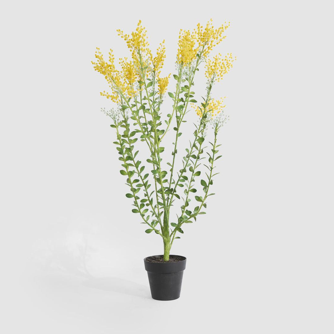 Mimosa bush 46cm in Black Pot