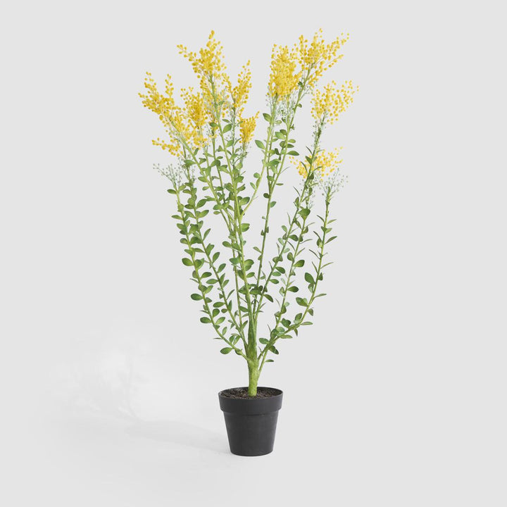 Mimosa bush 46cm in Black Pot