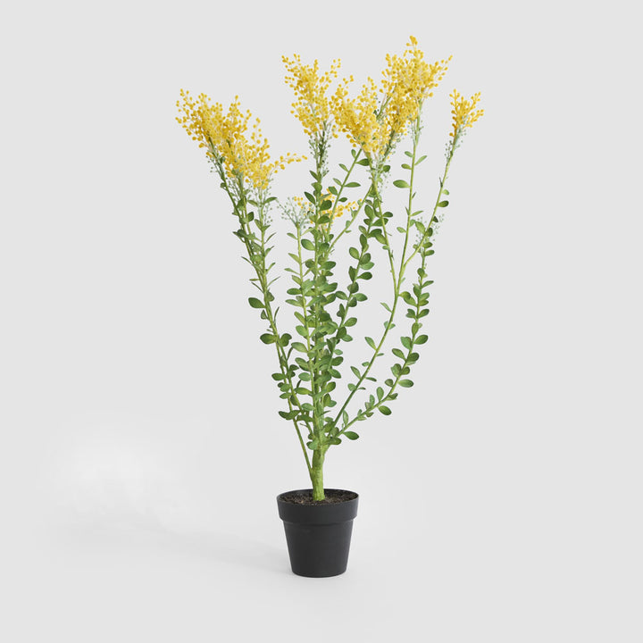 Mimosa bush 46cm in Black Pot