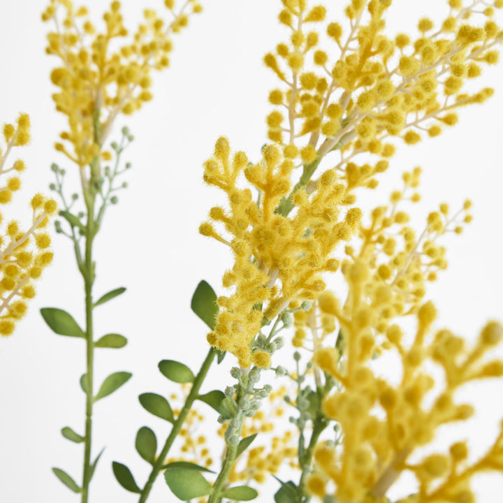 Mimosa bush 46cm in Black Pot