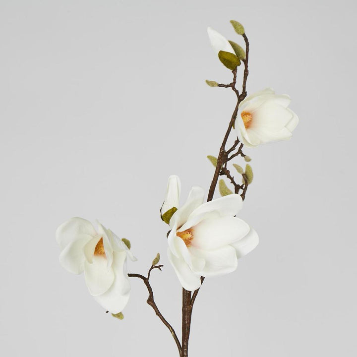 Magnolia With Full Blooms White 105cm