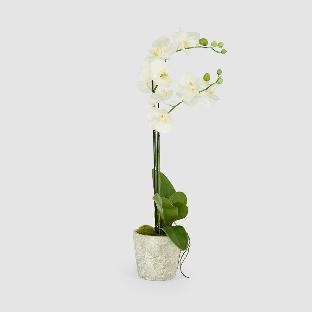 Orchid in Clay Pot 84cm White