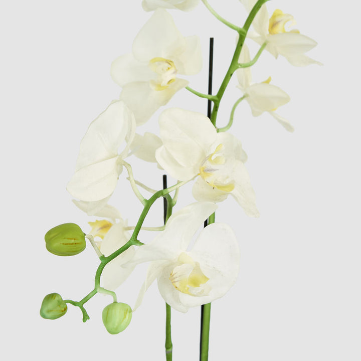 Orchid in Clay Pot 84cm White