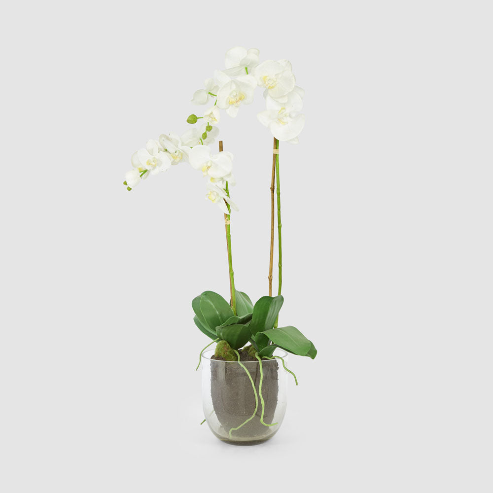 Orchid in Glass Vase 85cm White