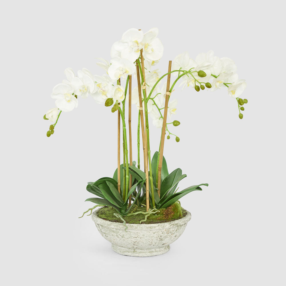 Orchid in Pot 65cm White