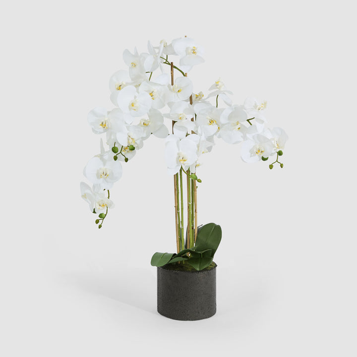 Orchid in Paper Pot Medium 90cm White