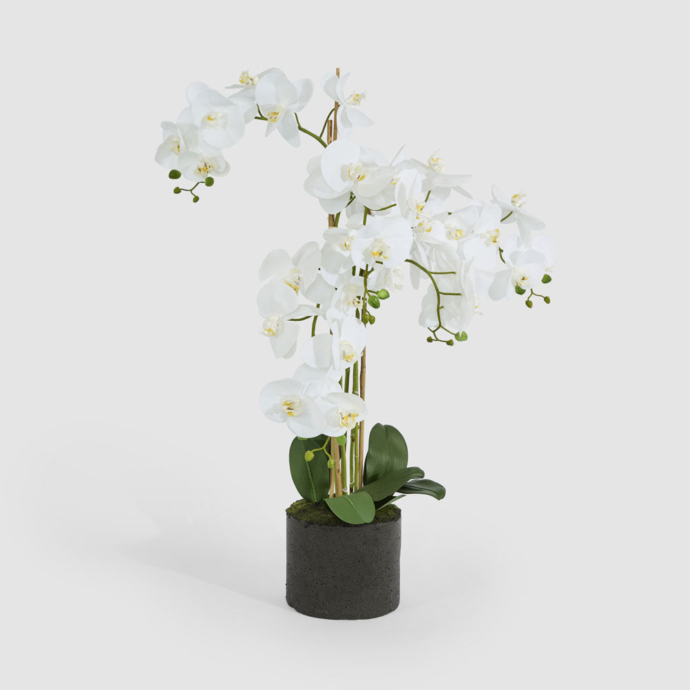 Orchid in Paper Pot Medium 90cm White