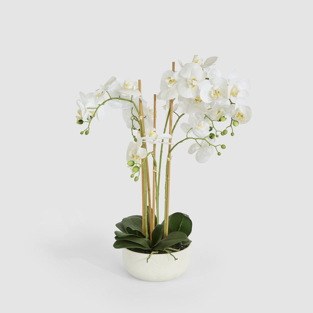 Orchid Potted Real Touch 71cm White