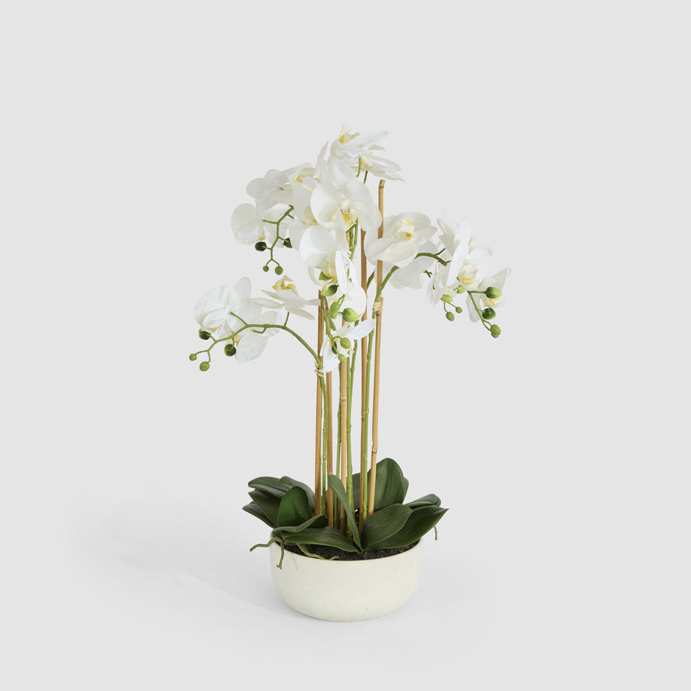 Orchid Potted Real Touch 71cm White
