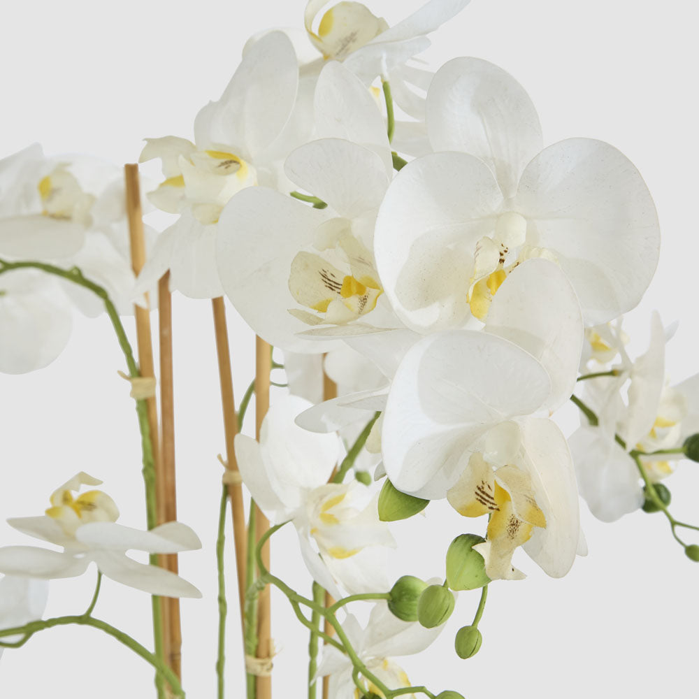 Orchid Potted Real Touch 71cm White
