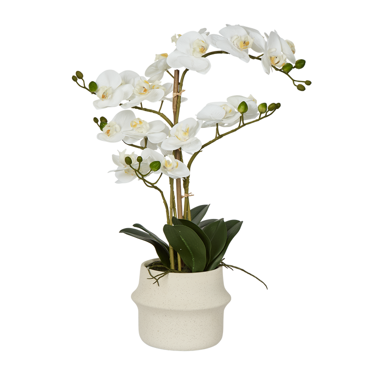 Real Touch Phalaenopsis Arrangement in Zara Pot 58cm