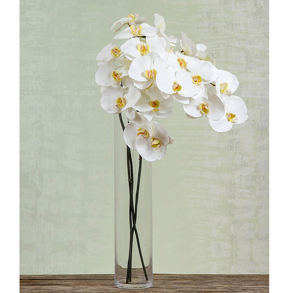 Orchid Phalaenopsis Spray 1m White