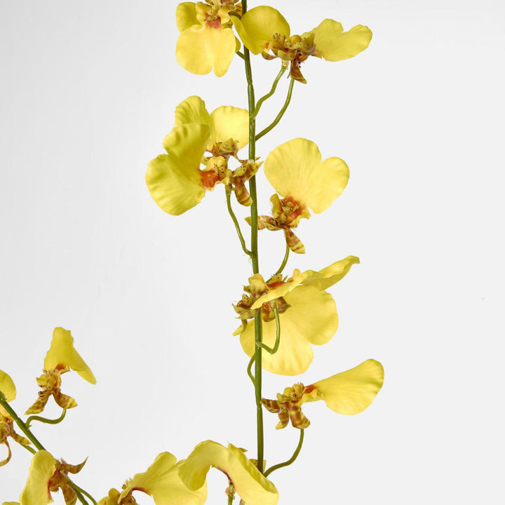 Lilly Dancing Orchid 98cm Yellow
