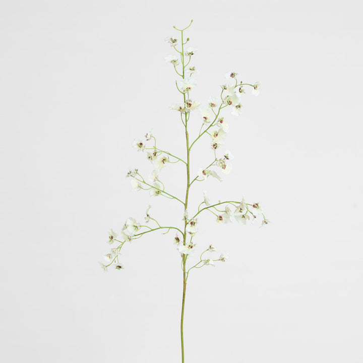 Dancing Orchid 93cm White