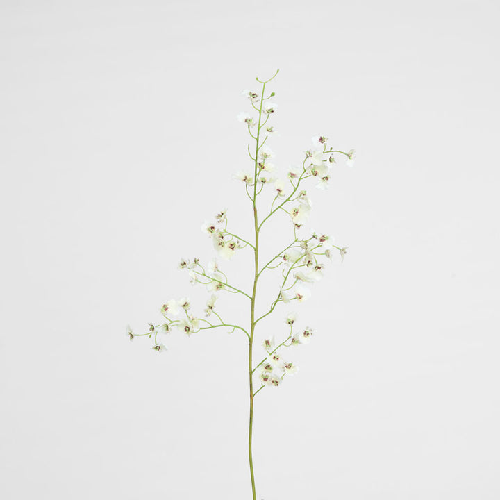 Dancing Orchid 93cm White
