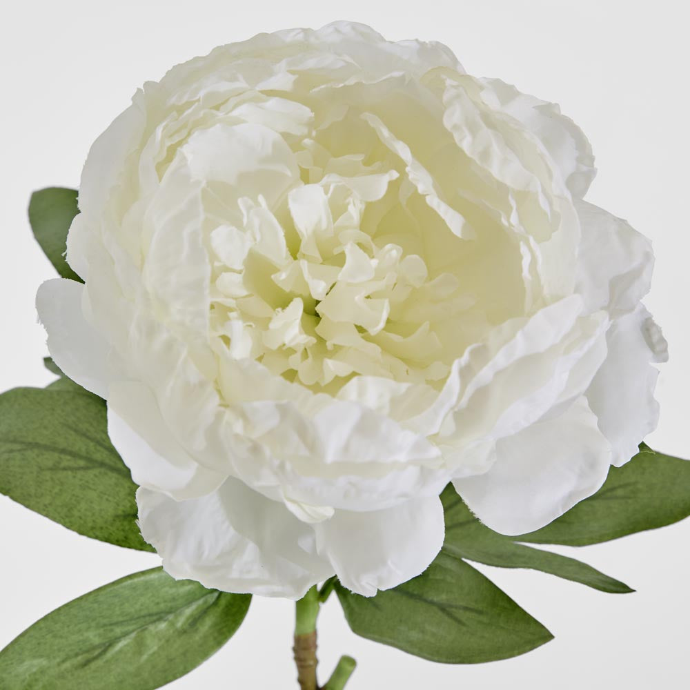Peony Queen 70cm White