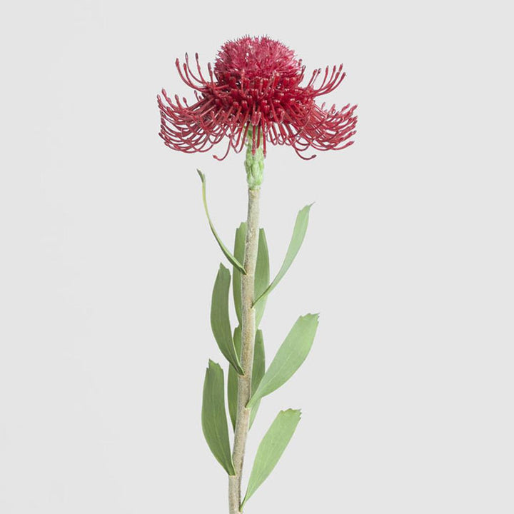 Pincushion Flower Stem 58cm Red