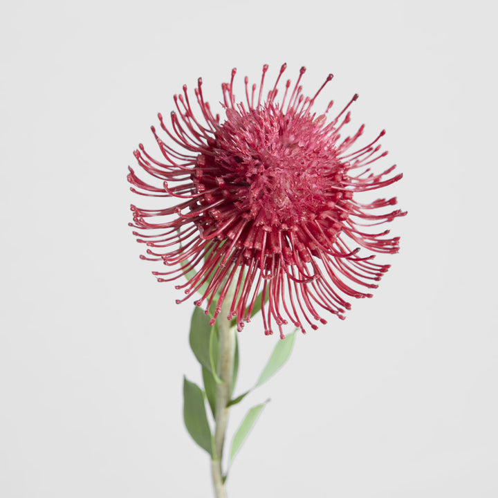 Pincushion Flower Stem 58cm Red