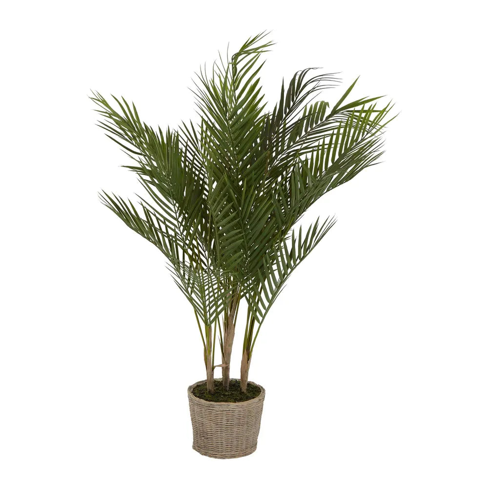 Small Palm in Cement Pot