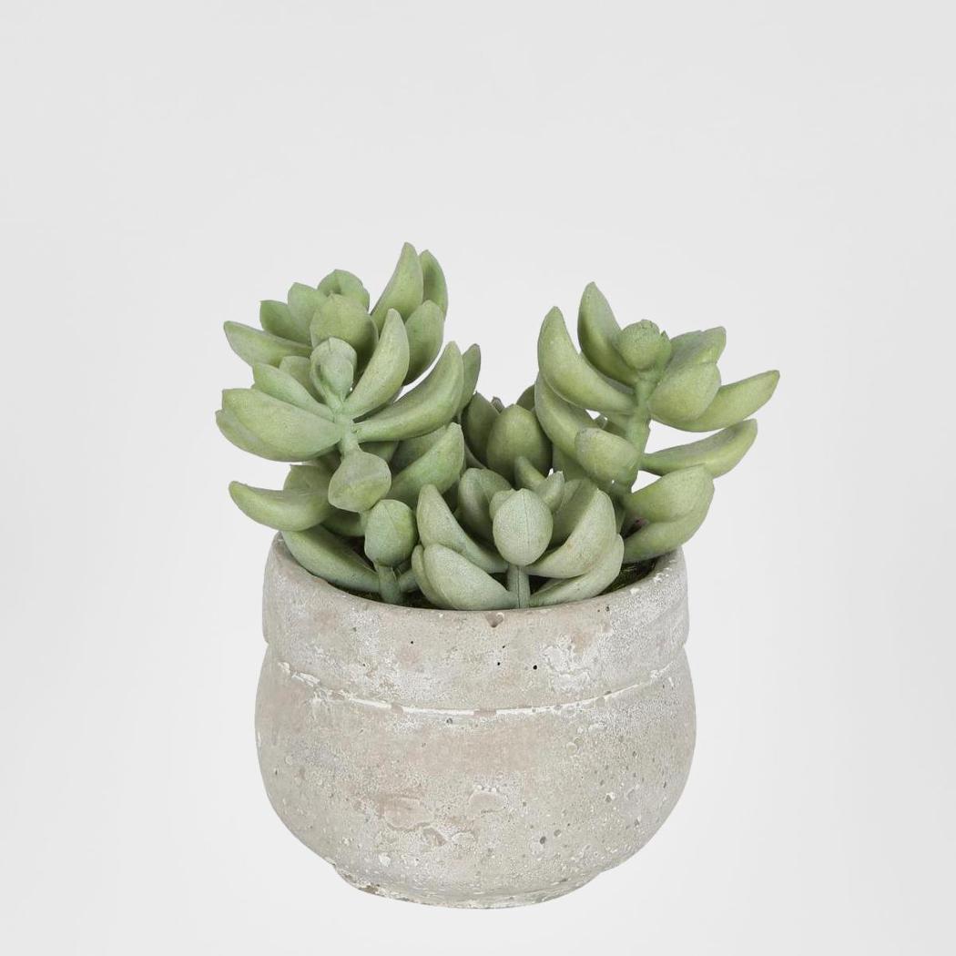 Succulent in Ceramic Grey Pot Green 12cm