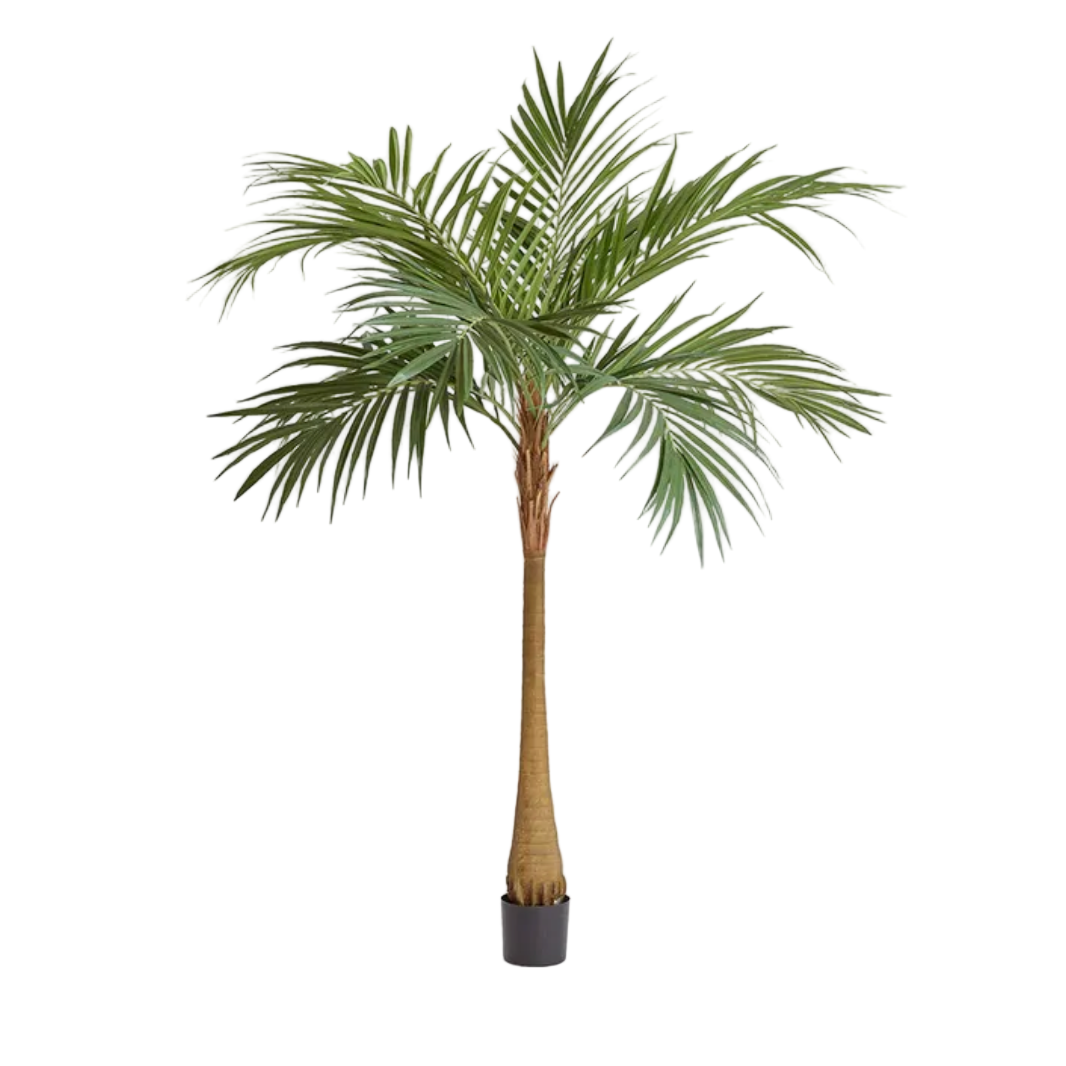 MAJESTY PALM TREE 240CM