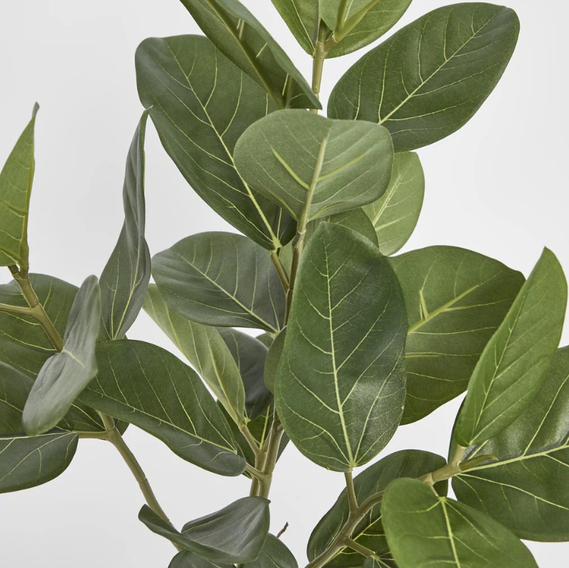 64cm Potted Audrey Ficus Tree