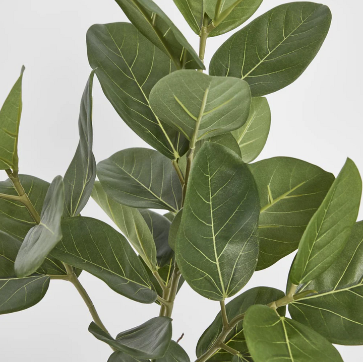 64cm Potted Audrey Ficus Tree