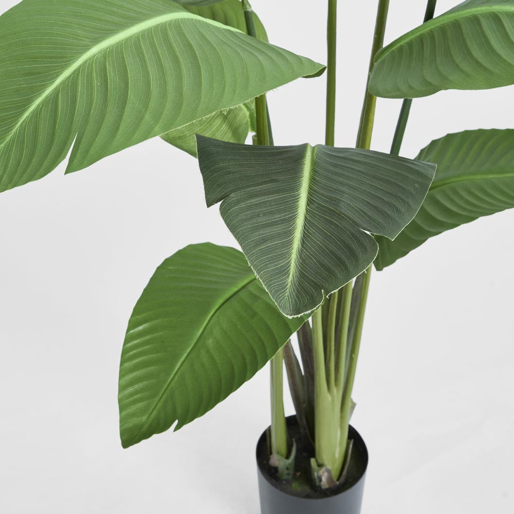 Bird of Paradise Plant 150cm
