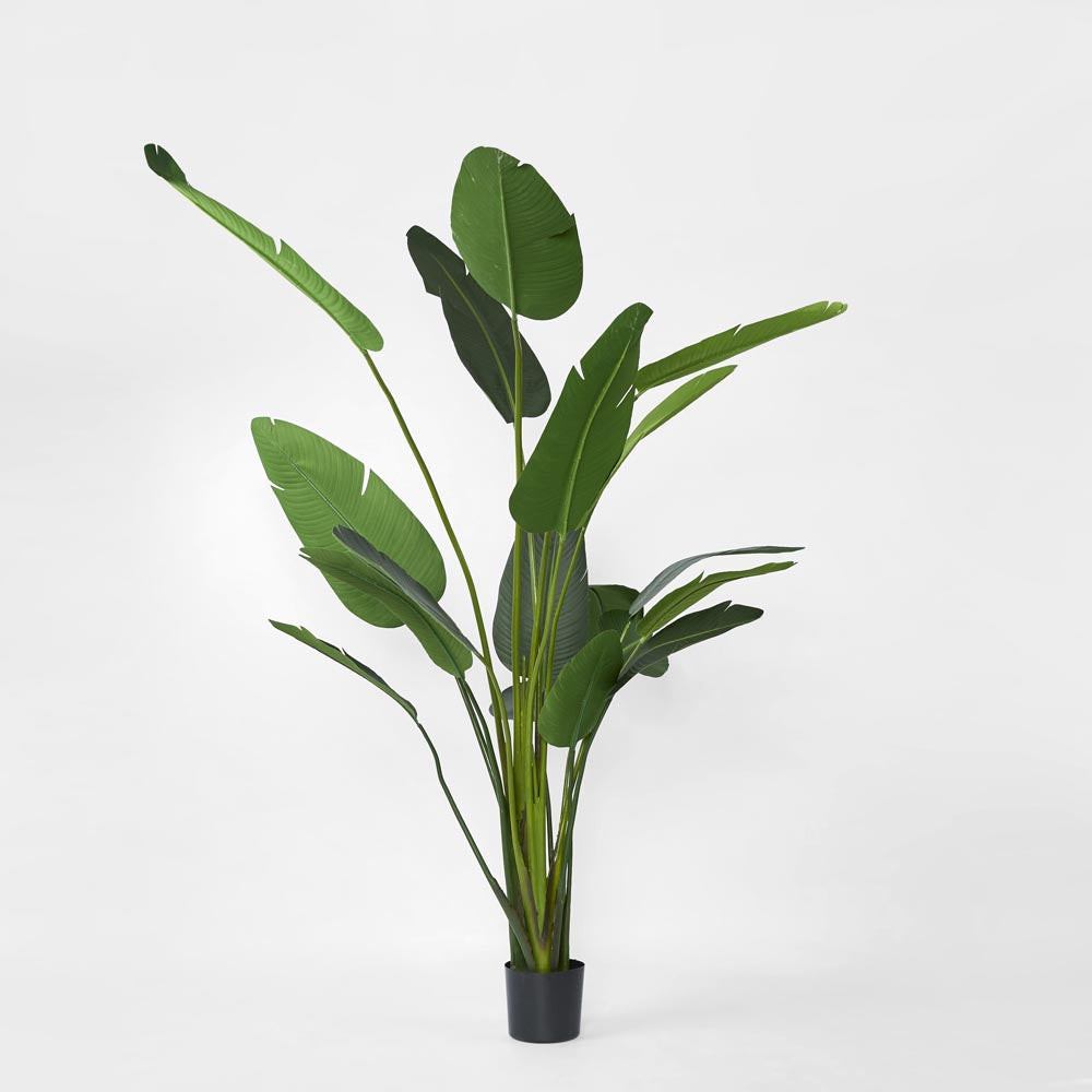 Bird of Paradise 2.5m