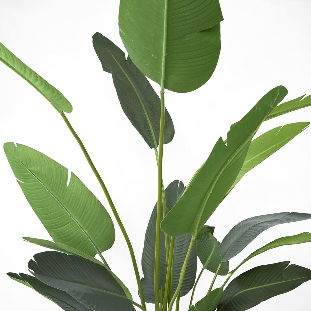 Bird of Paradise 2.5m