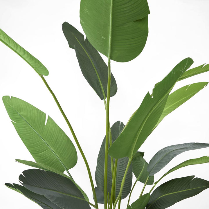 Bird of Paradise 2.5m