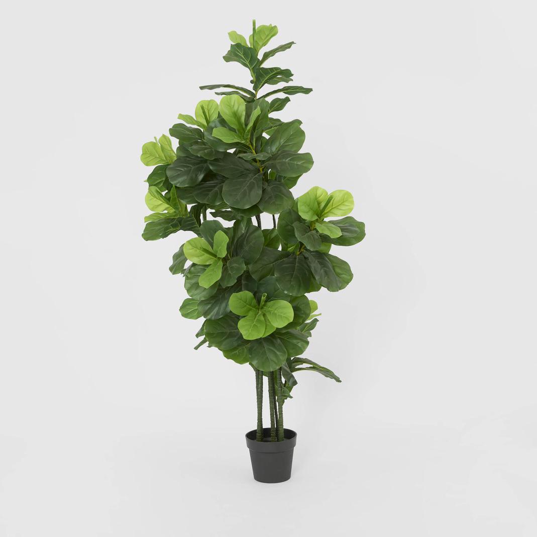 Fiddle Leaf Tree 175cm