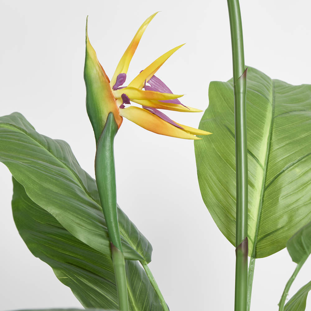 Flowering Bird of Paradise 150cm