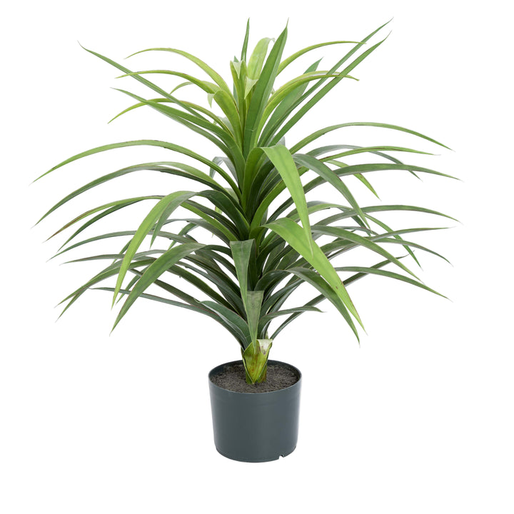 Yucca Plant in Pot 90cm