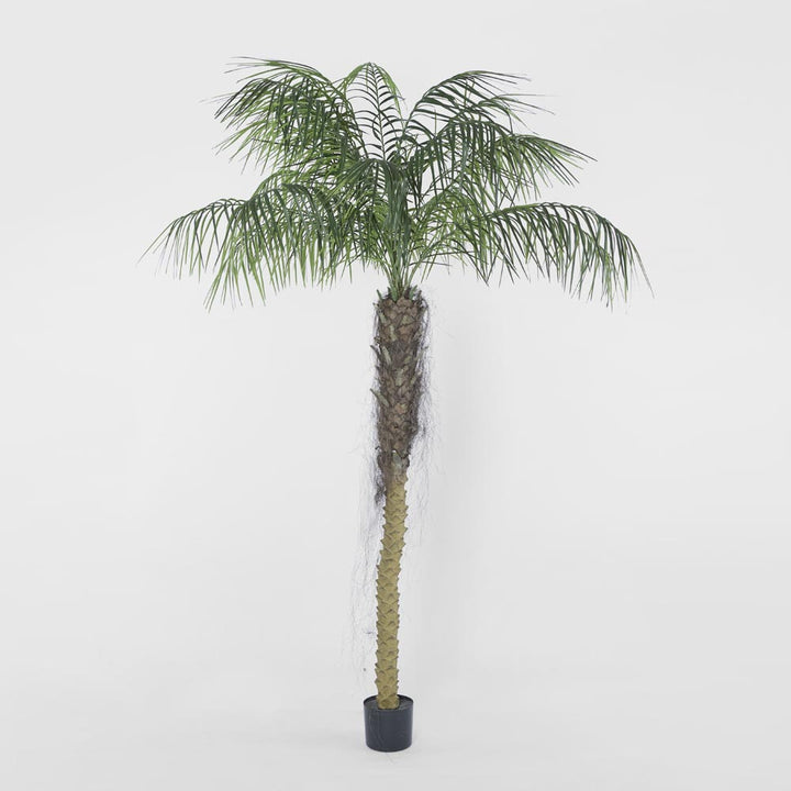 Phoenix Palm 2.1m